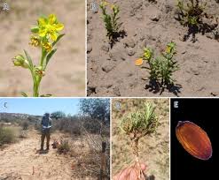 Image result for Vahlia