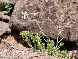 Image result for Pelargonium alchemilloides