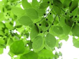Image result for Celtis sinensis