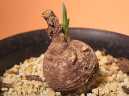 Image result for Euphorbia platycephala