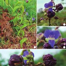 Image result for Polyspatha hirsuta