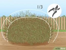 Image result for rosemary pruning