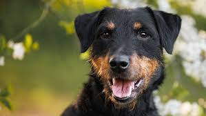 Image result for jagdteriér