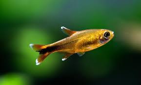 The size of the tank. 5 Best Beginner Schooling Fish For Freshwater Aquariums Aquarium Co Op