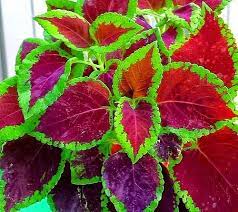 How To Propagate Coleus Plant Plants Coleus Care Plant Leaves