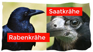 Used naturally in western germany and switzerland). Saatkrahe Und Rabenkrahe Einfach Und Sicher Unterscheiden Ornithologie Fur Anfanger Youtube