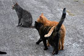 Find low cost spay/neuter veterinarians and clinics in your area with one of the national or state databases now available. North Texas Tnr Texas