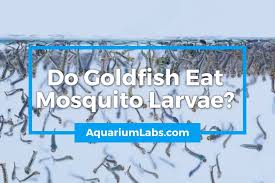 What Are The Best Small Fish To Eat Mosquito Larvae In Small Ponds, But  Won'T Eat The Tadpoles? - Quora