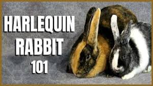 The harlequin is a colourful breed of rabbit originating from france. Harlequin Rabbit 101 Youtube