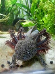 Pin De Atus En Axolotl Ajolote Reptiles Y Anfibios Anfibios