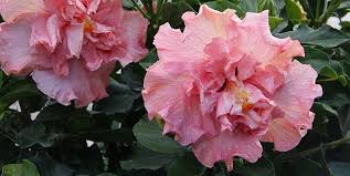 This variety needs attention to temperatures and humidity that match its native growing environments. Winter Hibiscus Care Tips Costa Farms
