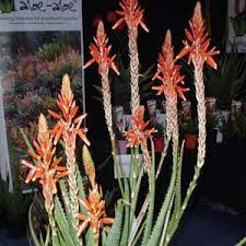 Aloe flowers are tubular, frequently yellow, orange, pink, or red, and are borne, densely clustered and pendant, at the apex of simple or branched, leafless stems. Aloe Always Red Pbr Garden Express