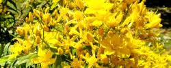 Image result for Hypericum revolutum