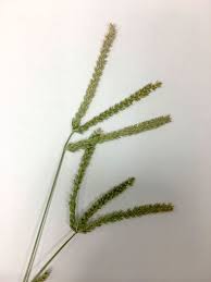 Image result for Eleusine kigeziensis