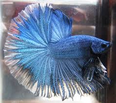 Arseniastar Jual Ikan Cupang Kontes Betta Fish Fish Cupang