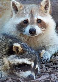 Cuddling Greeting Card For Sale By Karen Wiles In 2020 Cute Animals Animals Beautiful Cute Animal Pictures