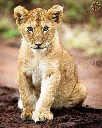 Pin On Big Cat