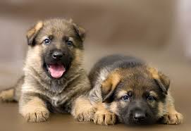 Separate registries have established a community for the white german shepherd whereby owners can show against their peers just like comparable conformation contests in the akc. Short Haired German Shepherds 101 All About Breeds