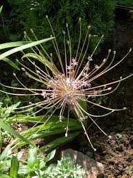 Allium Schubertii Wikipedia Fall Bulbs Container Plants Perennial Plants