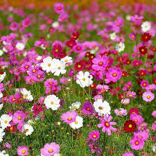 Cosmos Bipinnatus Seeds American Meadows