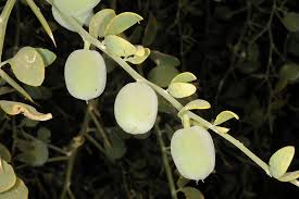 Image result for Balanites pedicellaris