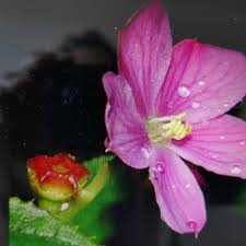 Image result for Calvoa orientalis