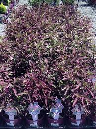 Image result for Barleria obtusa