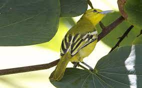Common Iora Animals Pets Bird