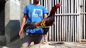 Ayam jenis ini bersal dari vietnam dan kadangkala disebut bangkok vietnam. Jual Ayam Bangkok Birma Pakhoy Vietnam Dll Kabupaten Karawang Jawa Barat Ayampetarung Com