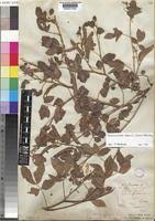 Image result for Chamaecrista absus