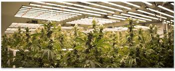 We did not find results for: 640w Led Grow Light Bar System China Shenzhen Mingxue Optoelectronics