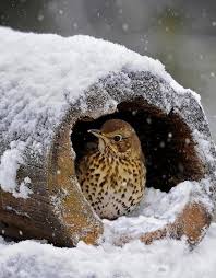 Niet zomaar sneeuwpoppen, maar sneeuw dieren raamtekening! 95 Beste Ideeen Over Dieren In De Sneeuw Dieren Sneeuw Schattige Dieren