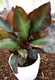 Comment entretenir un bananier sur l'ile de la réunion ? Bananier Planter Et Tailler Ooreka