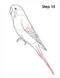 How To Draw A Budgie Parakeet Bird Drawings Animal Drawings Parakeet Art How to draw a face : how to draw a budgie parakeet bird