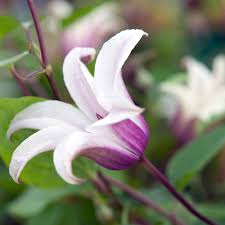 See more ideas about clematis, clematis vine, planting flowers. Buy Clematis Princess Kate J Parker Dutch Bulbs