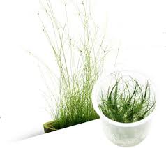 Image result for Eleocharis caduca