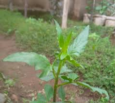 Image result for Solanecio