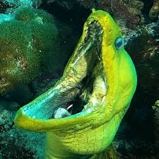 Green Moray Eel My What Big Teeth You Have Moray Eels Are Not Considered Aggressive But Will Defend Their L Scary Animals Scary Sea Creatures Scary Ocean