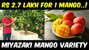 If you did not receive it, please send an email with the last 4 digits of your card number, first name and last name and complete phone. Miyazaki Mango Most Expensive Mango In The World Taiyo No Tomago Eggs Of Sunshine Mango Farming Youtube