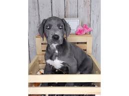 Maybe you would like to learn more about one of these? Great Dane Puppies Petland Carmel In