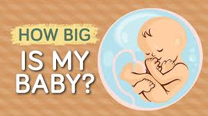 Baby Growth Chart How Big Is Your Baby This Week Infographic