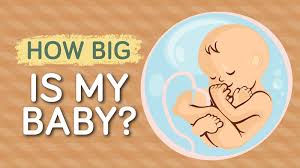 baby growth chart how big is your baby this week infographic