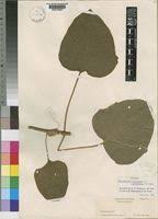 Image result for Clerodendrum capitatum