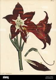 Image result for Hippeastrum puniceum