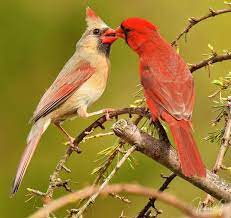 Pin By Stephen Ryan On Birds Pet Birds Birds Photography Art Animals