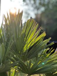Chamaerops Vulcano Im Garten Palmenarten Palmen Facherpalme
