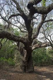 Image result for Newtonia hildebrandtii