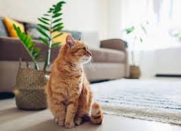 Once it dries, the odor will set into the carpet fibers. The Ultimate Guide To Eliminating Cat Pee Smell Petmd