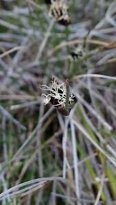 Image result for Thesium nigricans