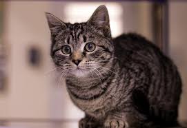 💛Spatula is being sponsored by The Paws Club at Watauga High School 💛  ✨Meet Spatula✨ Spatula was brought in by Animal Control as a semi-feral  tiny kitten. His first day with us